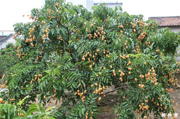 无核黄皮种几年能结果？