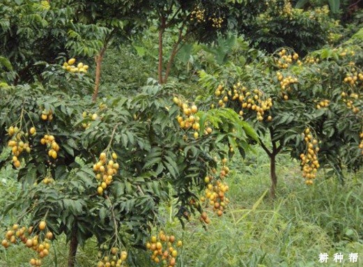 无核黄皮树要种几年才挂果？