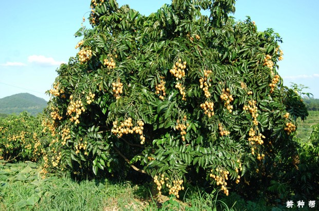 无核黄皮树要种几年才挂果？