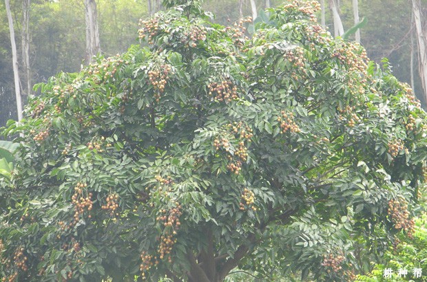 无核黄皮树要种几年才挂果？