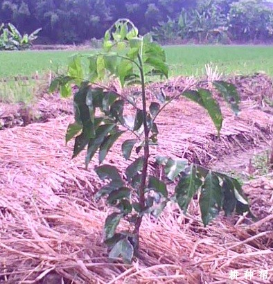 黄皮幼树怎么修剪？
