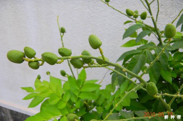 无核黄皮什么时候开花？