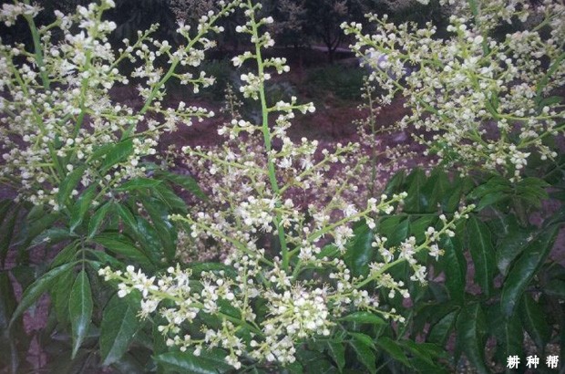 无核黄皮什么时候开花？