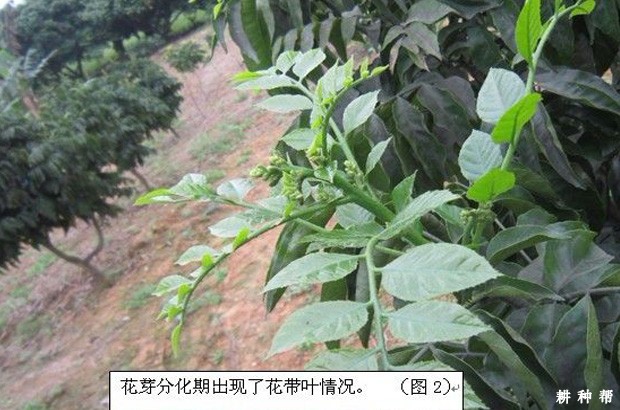无核黄皮什么时候开花？