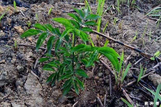 黄皮幼树怎么浇水？