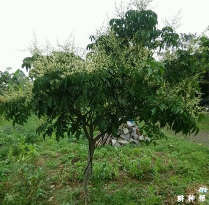 无核黄皮树的生长情况是怎样的？