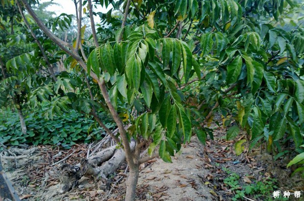 无核黄皮树的生长情况是怎样的？