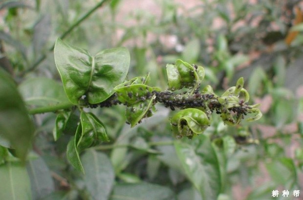 黄皮树怎么防治蚜虫？