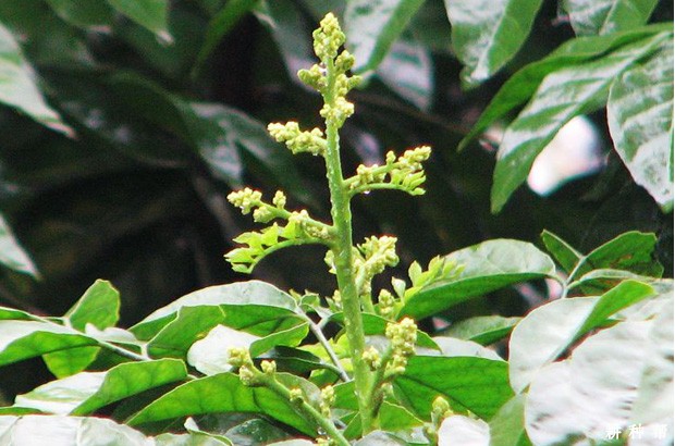 无核黄皮怎么疏蕾壮花？