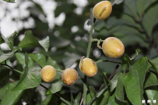 黄皮日灼病怎么预防？