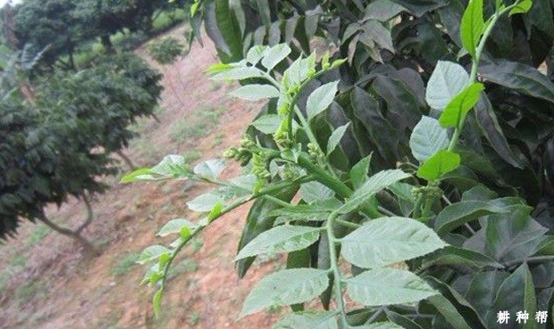 黄皮树如何促进花芽分化？