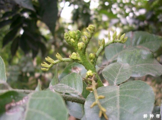 黄皮树如何促进花芽分化？