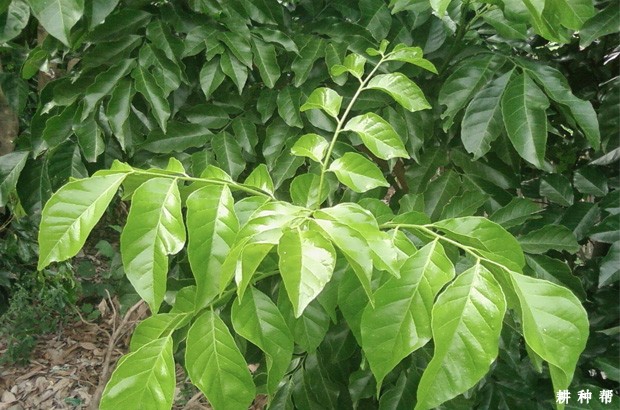 成年无核黄皮怎么促秋梢？