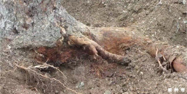 黄皮茎基根腐病如何防治？附图片