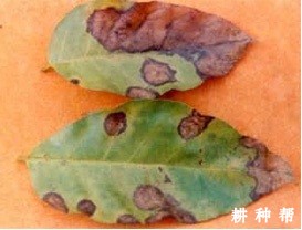 无核黄皮炭疽病怎么防治？附图片