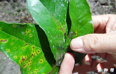 无核黄皮炭疽病怎么防治？附图片