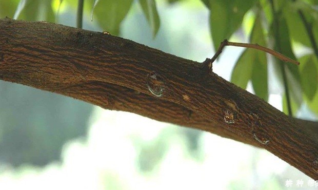 黄皮流胶病怎么治？附图片