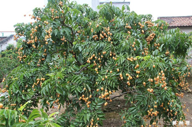 无核黄皮结果树如何施肥浇水？