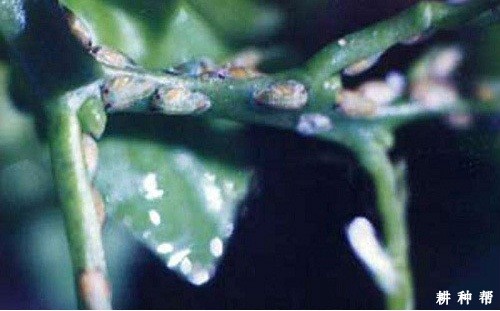 黄皮煤烟病用什么药防治？附图片