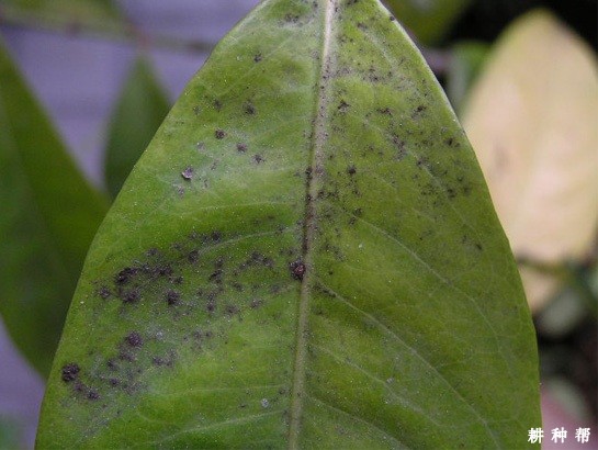 黄皮煤烟病用什么药防治？附图片