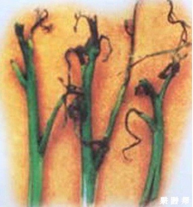 如何防治黄皮树梢腐病？附图片