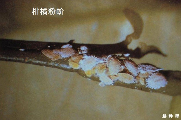 介壳虫对黄皮树有什么危害？附图片