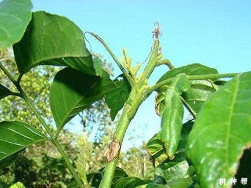 如何防治黄皮树梢腐病？附图片