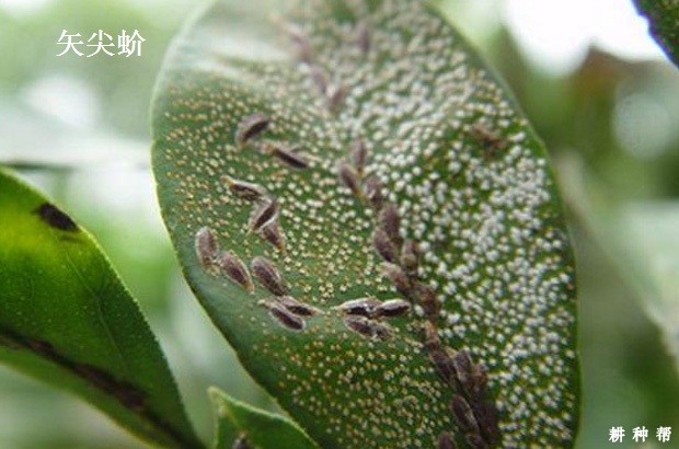 介壳虫对黄皮树有什么危害？附图片