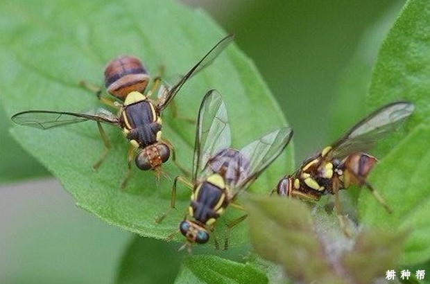 实蝇对黄皮树有什么危害？附图片
