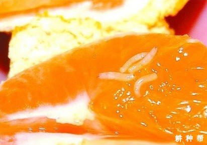 实蝇对黄皮树有什么危害？附图片