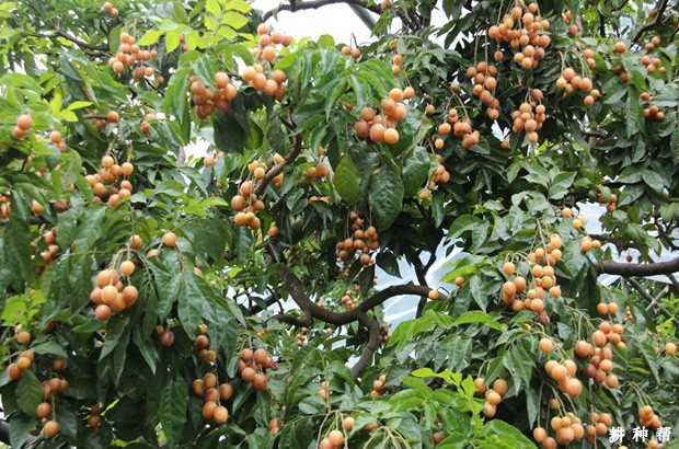 无核黄皮如何修剪？