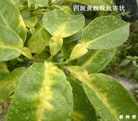 螨虫对黄皮树有哪些危害？附图片