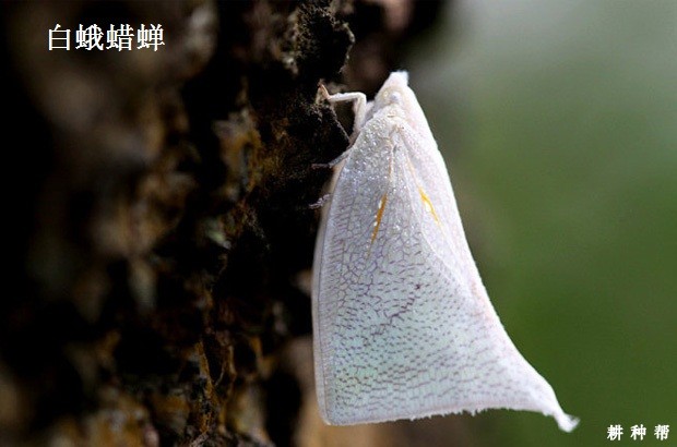 蝉类对黄皮树有哪些危害？附图片