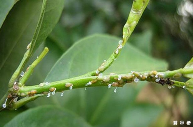 木虱对黄皮有哪些危害？附图片