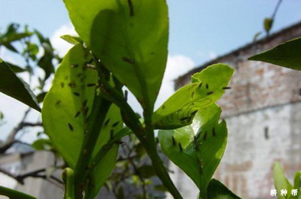 木虱对黄皮有哪些危害？附图片