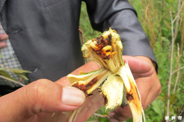 天牛对黄皮树有哪些危害？附图片