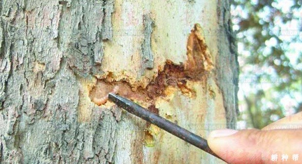 天牛对黄皮树有哪些危害？附图片