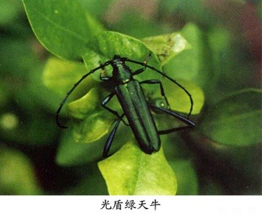 天牛对黄皮树有哪些危害？附图片