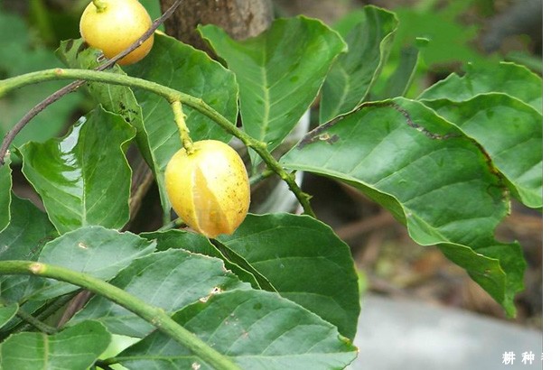 怎么防止无核黄皮裂果？