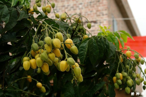 怎么防止无核黄皮裂果？