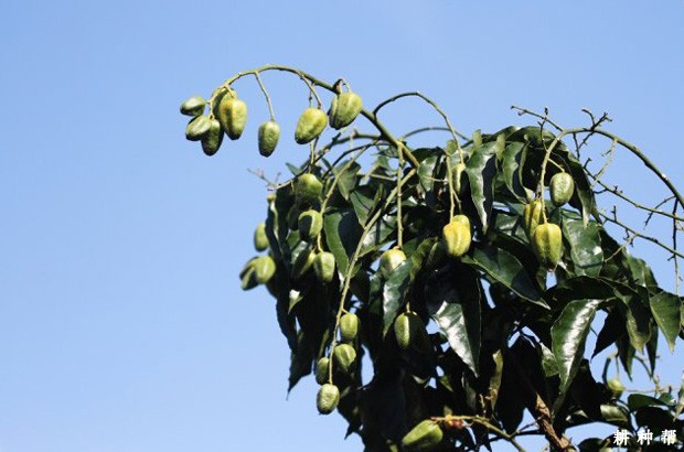 无核黄皮如何保花保果？