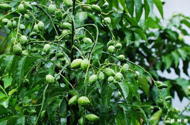 无核黄皮如何保花保果？