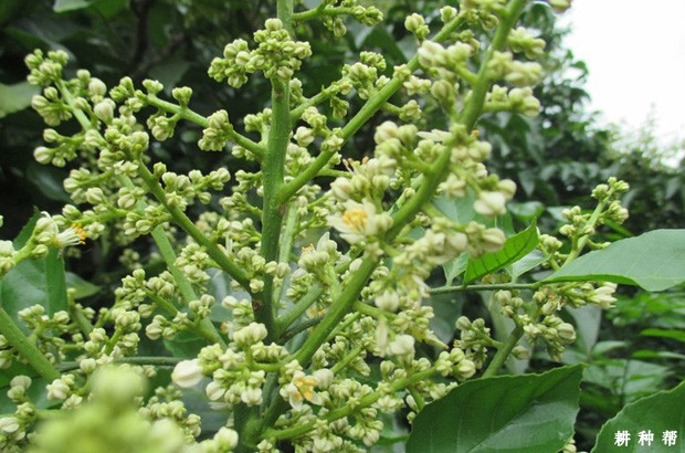 无核黄皮如何保花保果？