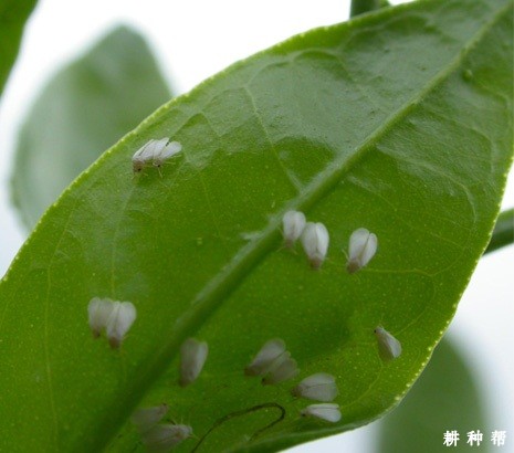 黄皮树的粉虱如何防治？附图片