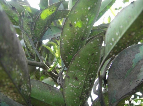 黄皮树的粉虱如何防治？附图片