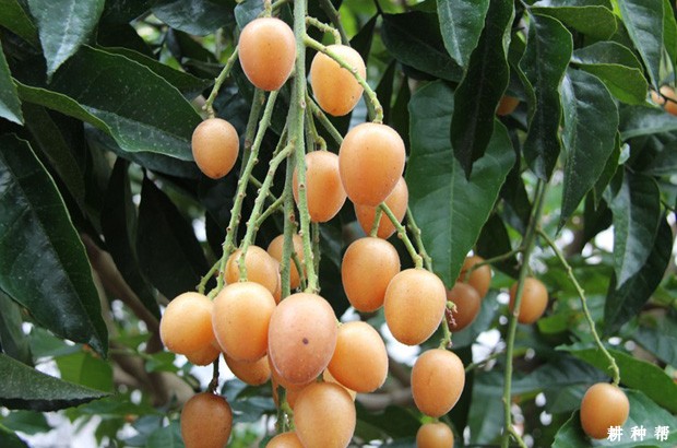 郁南无核黄皮品种好不好？