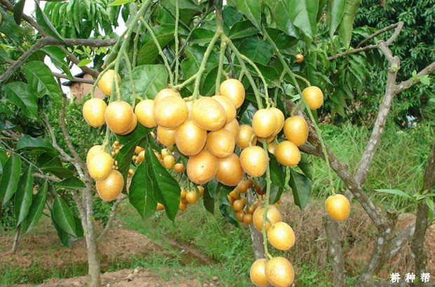 郁南无核黄皮品种好不好？