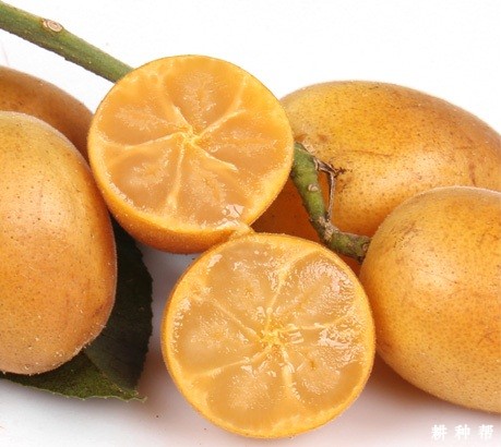 郁南无核黄皮品种好不好？