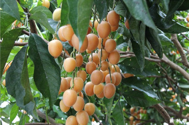 郁南无核黄皮品种好不好？