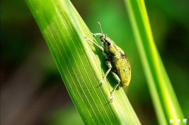 象甲对黄皮树有什么危害？附图片